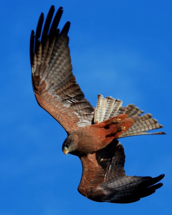 a brown and white hawk flying in a blue sky