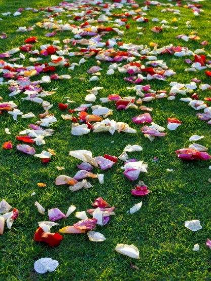 a grassy field filled with red and white confetti