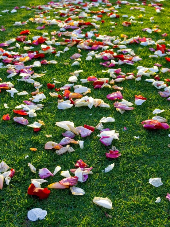 a grassy field filled with red and white confetti