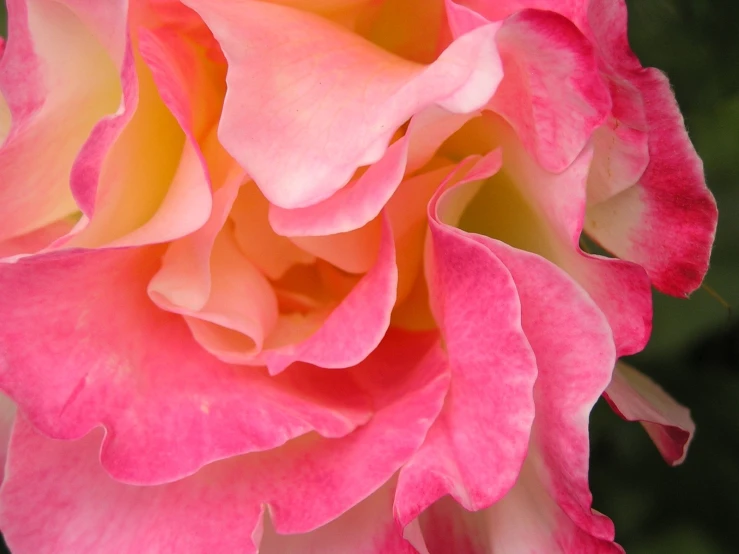 a pink rose with a white center in full bloom