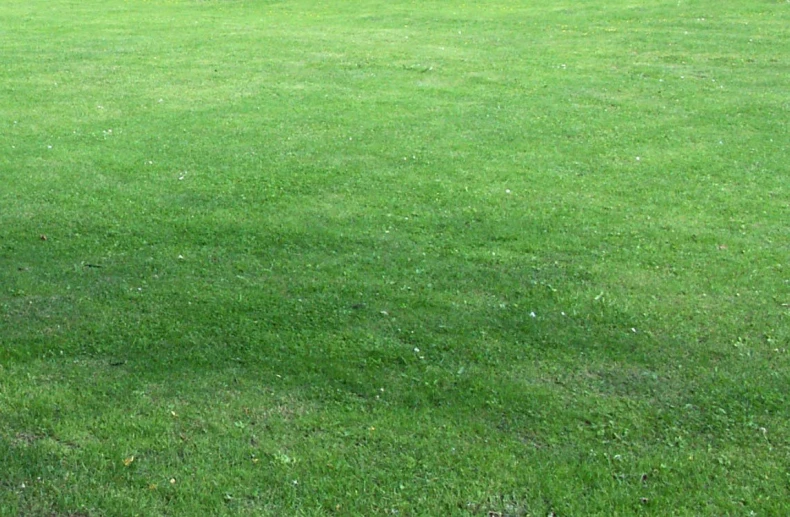 a man is playing frisbee on the grass