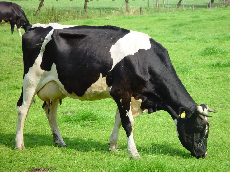 a cow standing in the grass with other cows