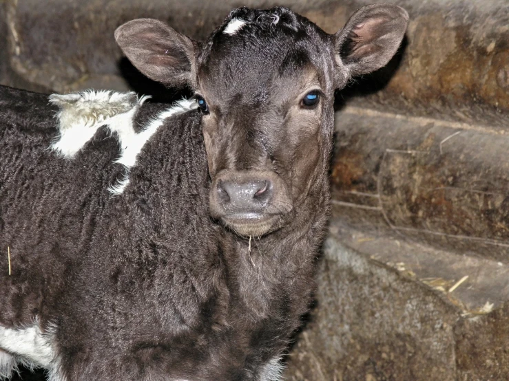 a small cow looks at the camera near some stone