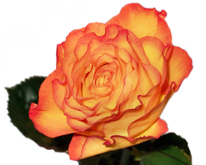 an orange rose sitting on top of green leaves