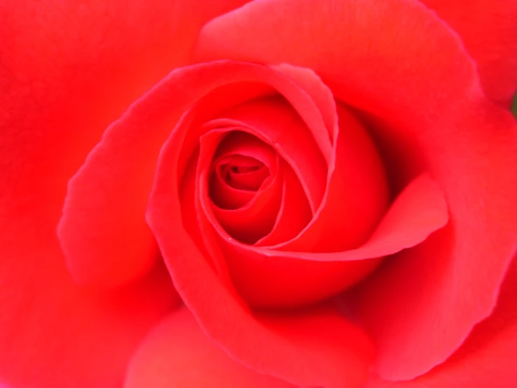 close up image of the center of a red rose