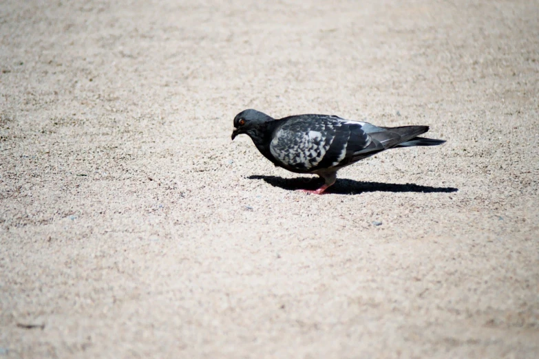 a pigeon walking in the sand on a sunny day