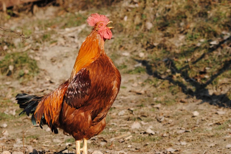 a brown and orange rooster standing on a patch of ground
