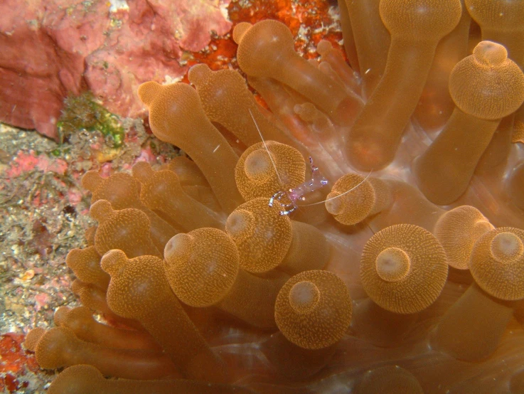 a large sea anemone is sitting on the coral
