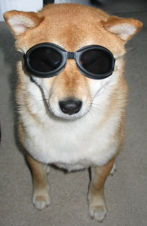 a dog wearing some cool black sunglasses on the floor