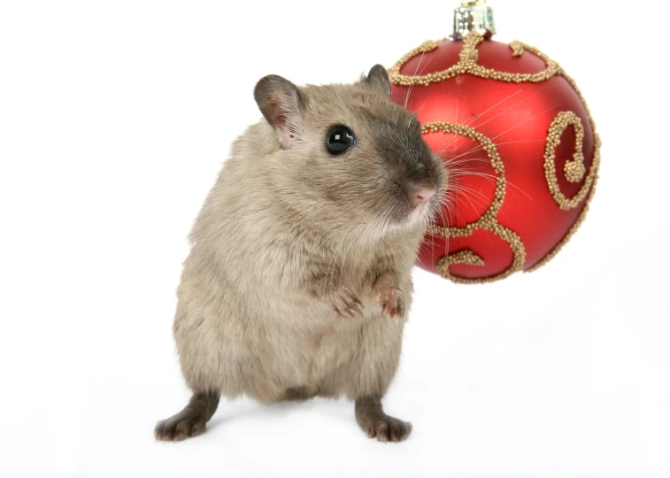 a mouse holds up a christmas ball on its nose