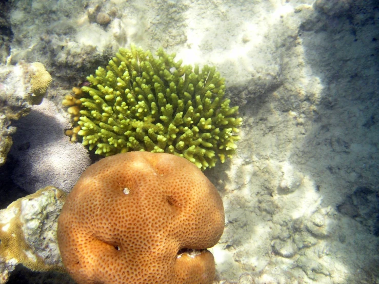 a small group of sea urchins that have their tops sewn together on a coral