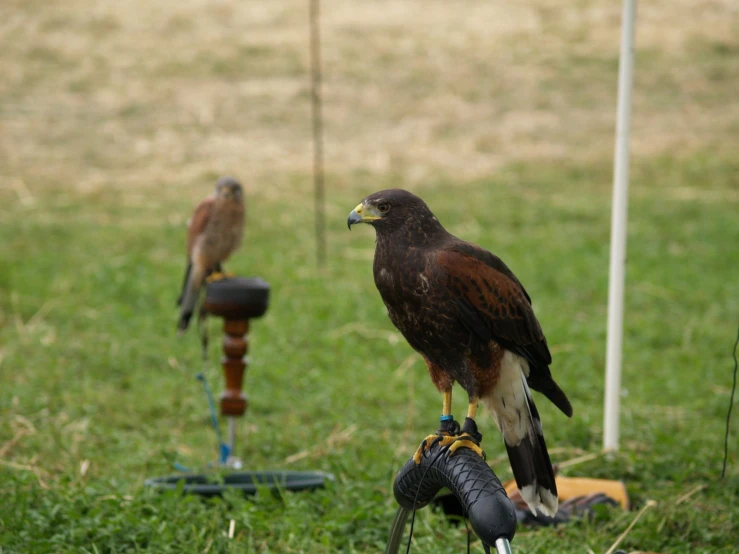 two different brown colored birds are on the handlebars of bikes