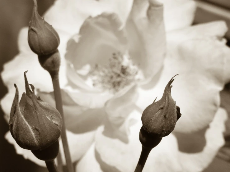 a single flower and some buds on a stalk