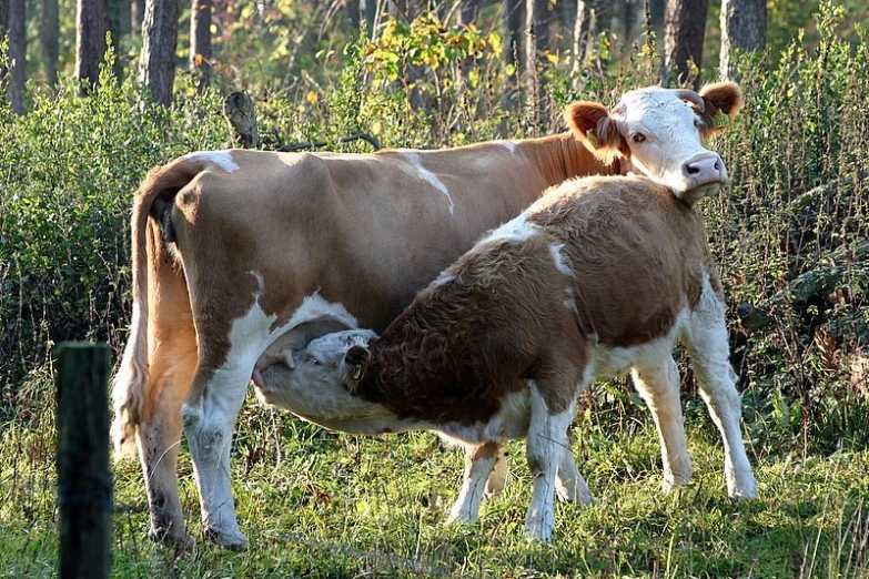 two cows on a pasture in a forested area