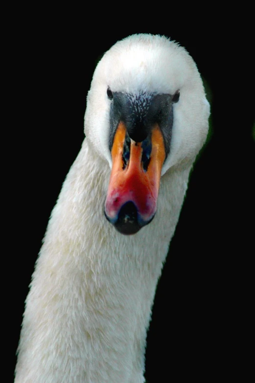 an adult bird with a yellow - brown beak and orange - eyes