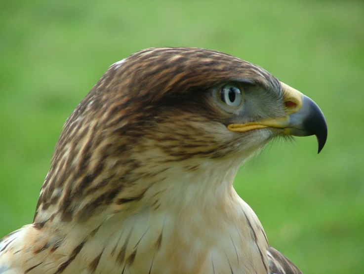 a hawk with bright yellow eyes is perched in the grass