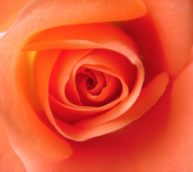 a close up image of an orange flower