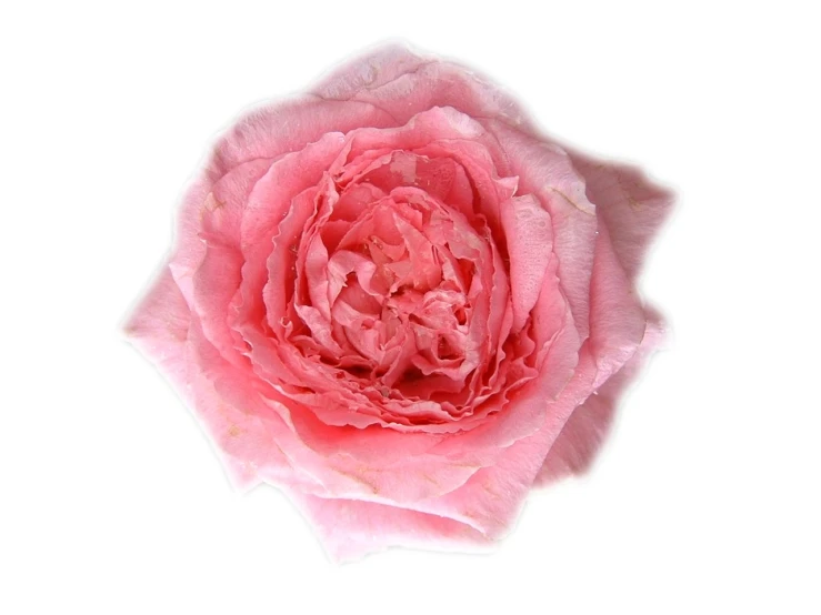 a close up of a pink flower with a white background