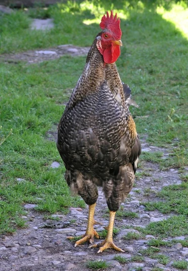 a black rooster with a red head and white legs