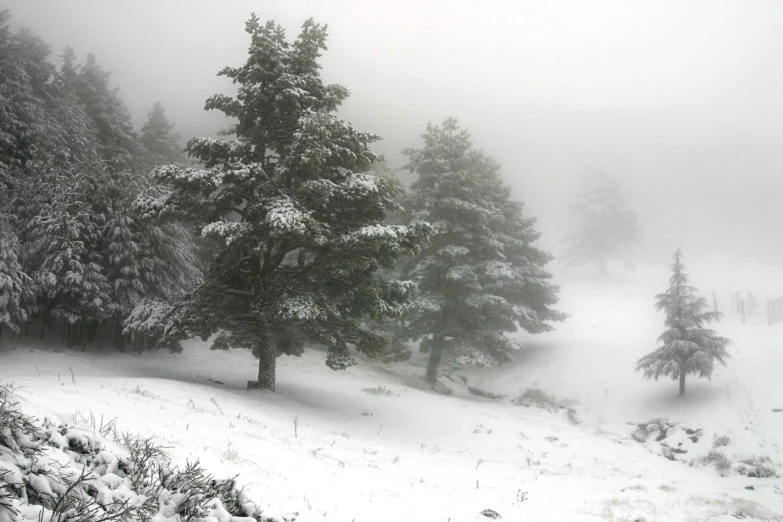 a foggy hillside with several trees and bushes covered in snow