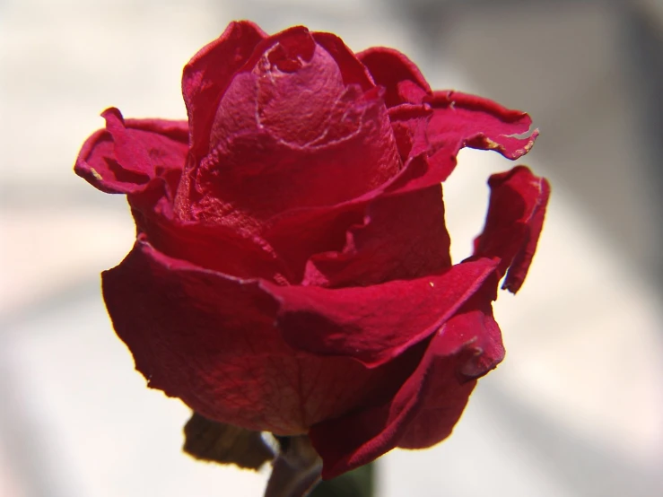 a close up view of a red flower blooming