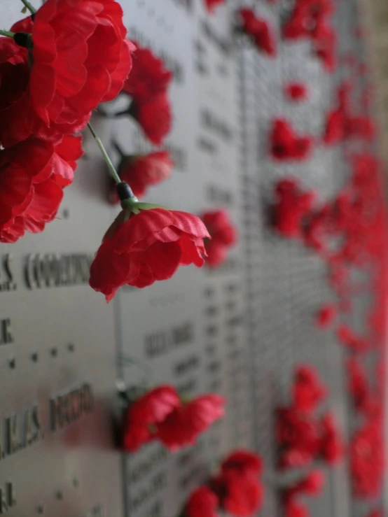 a po of some red flowers in a war memorial