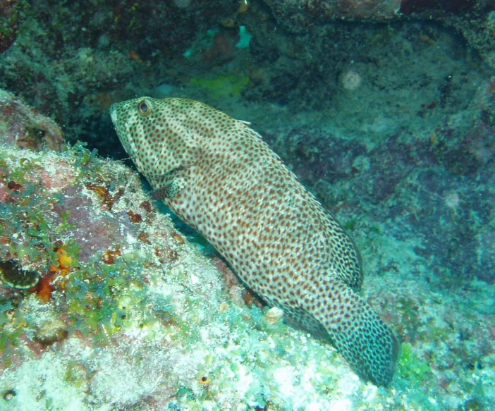 a spotted fish is looking around while underwater