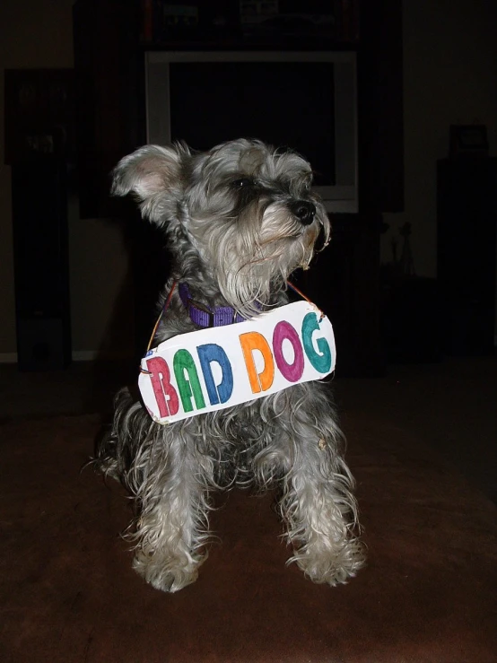 small dog dressed in funny name tag in living room