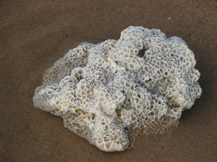 an image of some strange white rocks on the sand