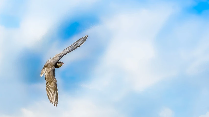 a large bird flying through the blue sky