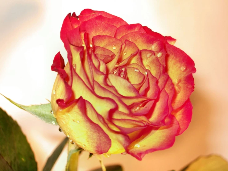 a single rose sitting on top of a wooden table