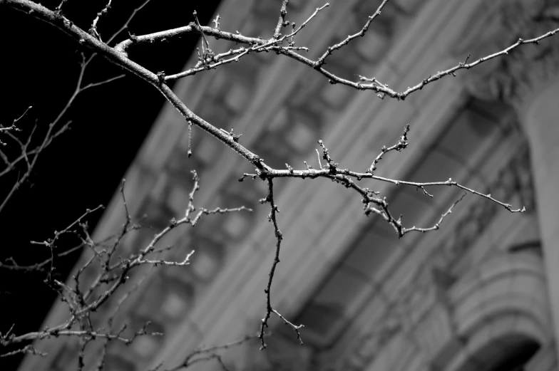 the nch of a tree outside a building