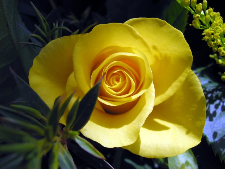 a large yellow rose that is growing in the dirt