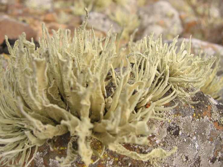 a rock covered in moss sitting on top of a sandy beach