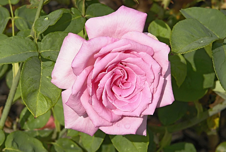 the pink rose is blooming brightly in the garden