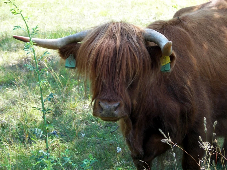 a horned bull is standing in the middle of a grassy field