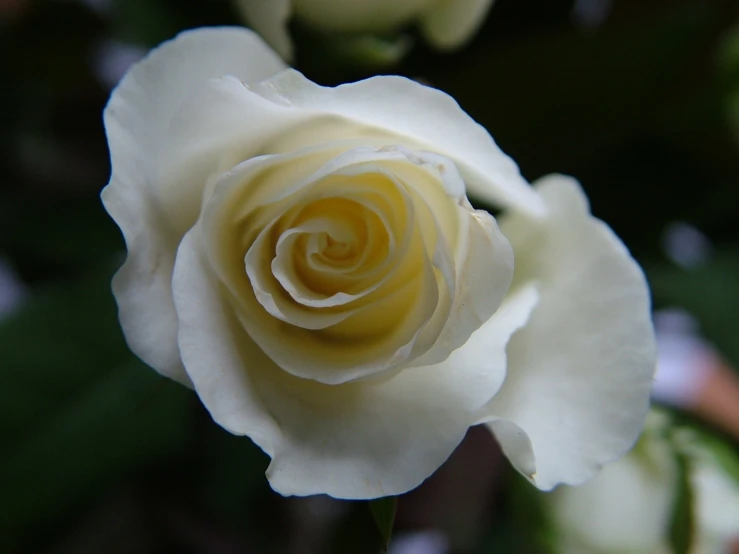 a very pretty white and yellow rose
