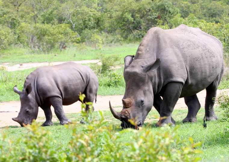 a pair of rhinos graze on grass in the wilderness