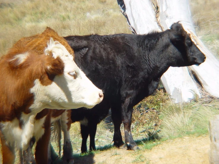 two cows standing next to each other on a field