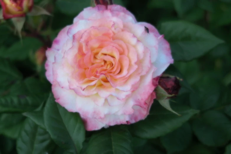 a very pretty pink and white rose flower