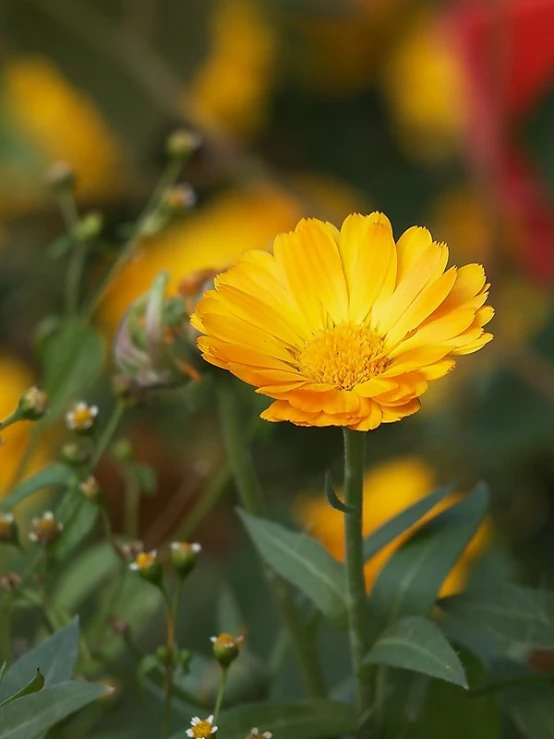 a single yellow flower with some greenery around it