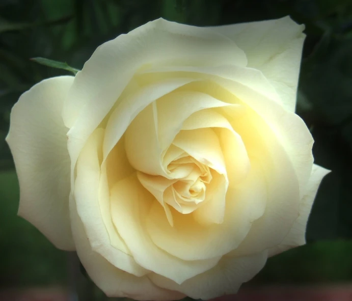 the middle section of a beautiful white rose