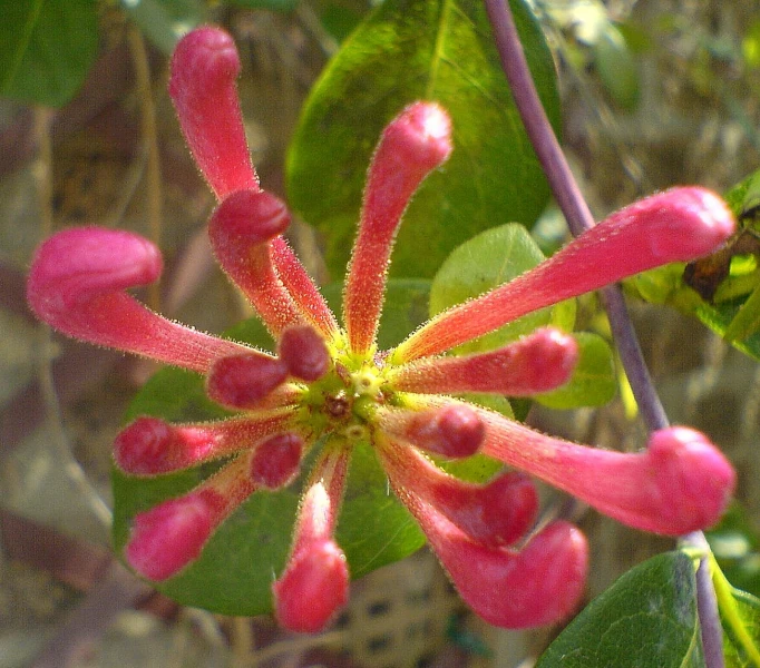 red flower on green leaves in the sun