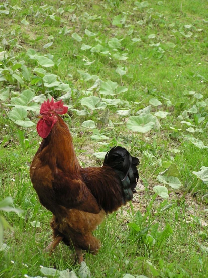 a large rooster standing in the grass by itself