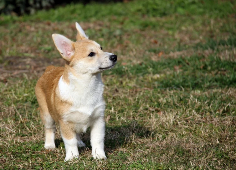 a small dog sitting on top of a grass covered field