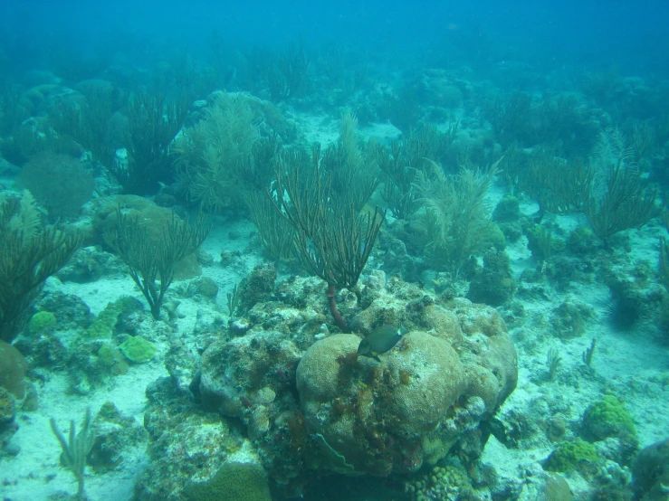 an underwater scene shows some green corals and spongefish