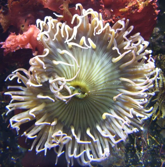 an orange and white sea creature is on top of the coral