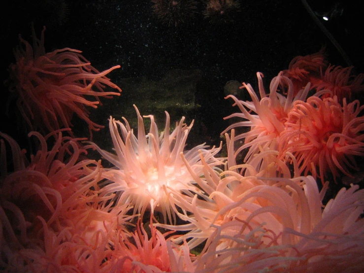 an image of some flowers in the dark