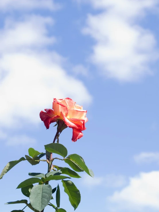 a rose bud with green leaves and sky background