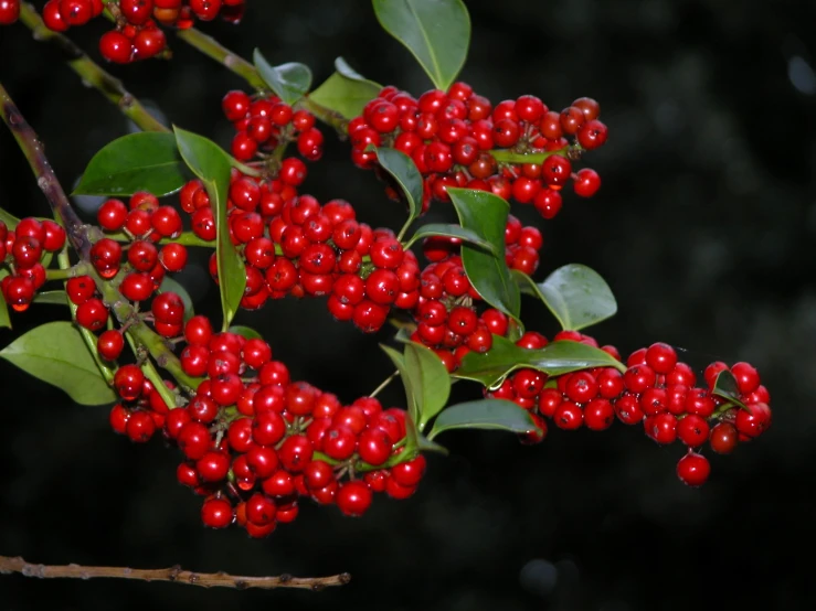 berries with green leaves are still ripe on a tree